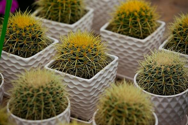 仙人球怎么種植，仙人掌種植經(jīng)驗分享