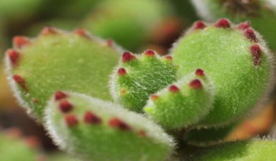 熊童子怎么養(yǎng)出紅爪子，保持足夠光照/做好澆水施肥