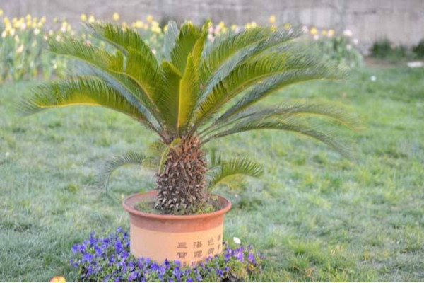 鐵樹(shù)施什么肥最好，施一些稀薄的復(fù)合液肥即可