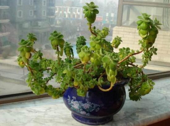 碰碰香有毒嗎，碰碰香一碰就芳香怡人