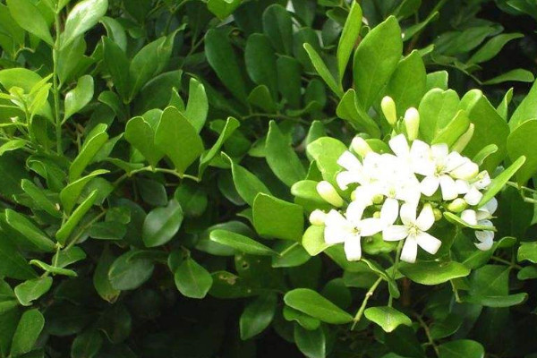 九里香春天會發(fā)芽嗎