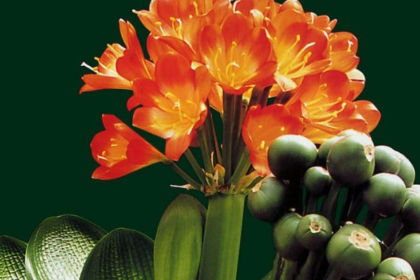 君子蘭春化最佳多長(zhǎng)時(shí)間