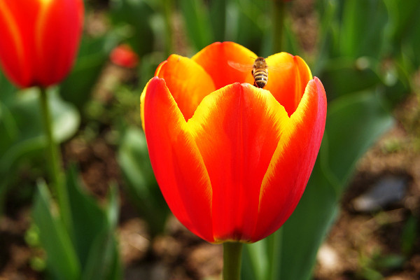 郁金香復(fù)花性好的品種