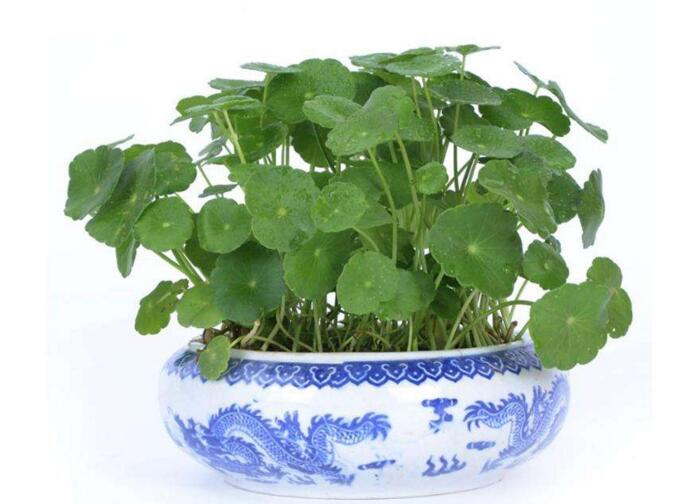 銅錢草怎么種，4個養(yǎng)殖方面要注意