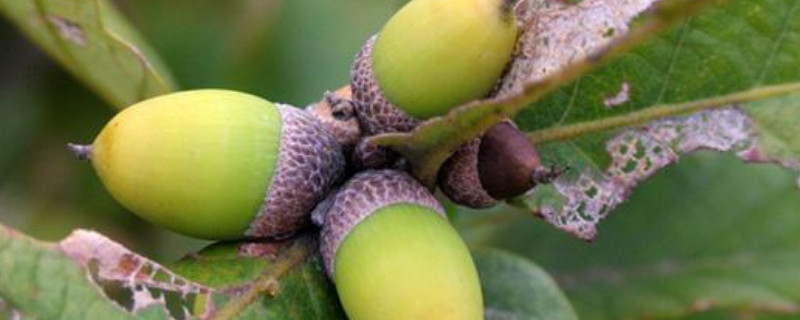 白櫟果實(shí)能吃嗎