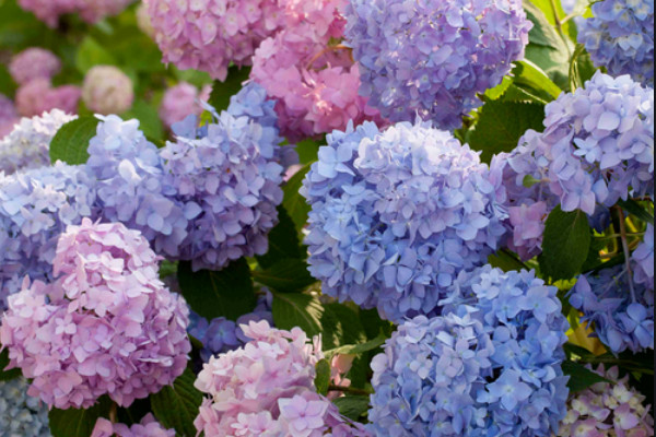 無盡夏繡球花能長(zhǎng)多高