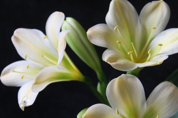 君子蘭葉片不會能剪去重生嗎