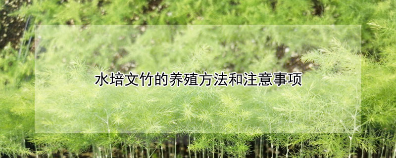 水培文竹的養(yǎng)殖方法和注意事項(xiàng)