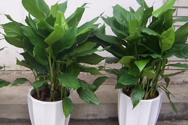 萬年青開花預(yù)兆什么，是一種吉祥的象征