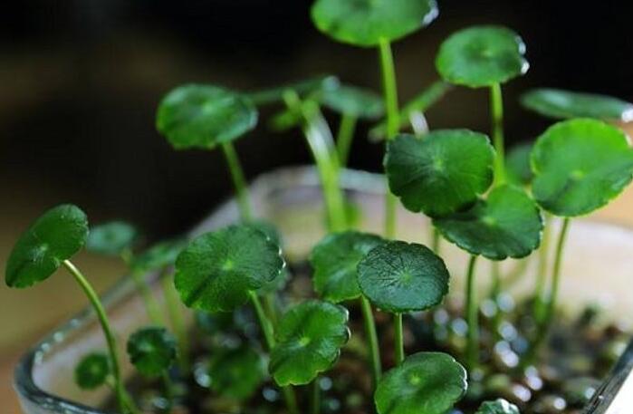 銅錢草怎么種，4個養(yǎng)殖方面要注意