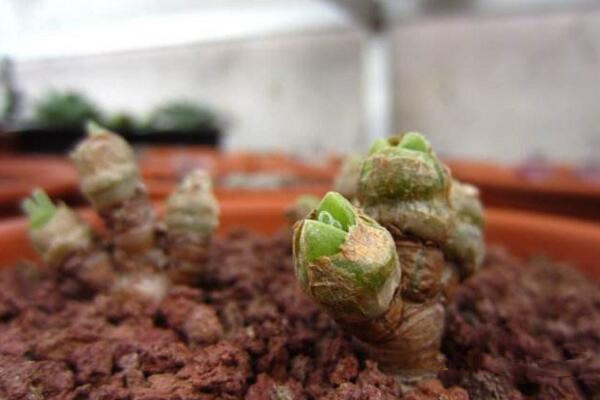 碧光環(huán)怎么種植，4步即可完成碧光環(huán)的種植