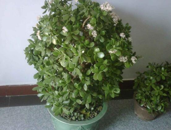 玉樹葉子發(fā)軟怎么辦，三種原因以及解決辦法