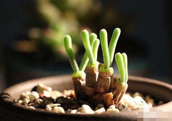 碧光環(huán)多肉怎么養(yǎng)，注意土壤透氣性、控水控溫度