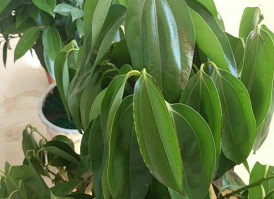 平安樹葉子耷拉怎么辦，三種原因以及解決辦法