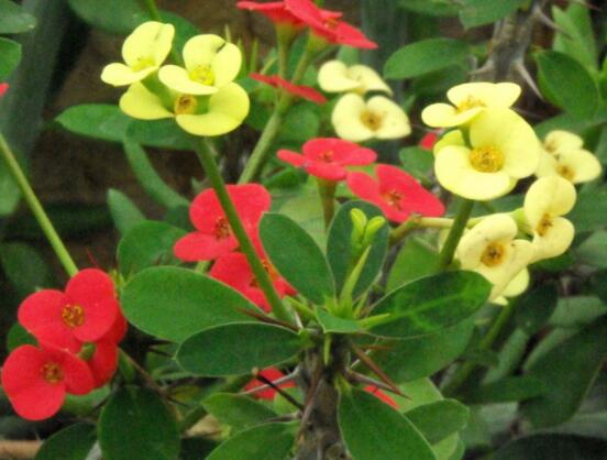 虎刺梅黃葉怎么辦，多半是施肥和修剪不當引起的