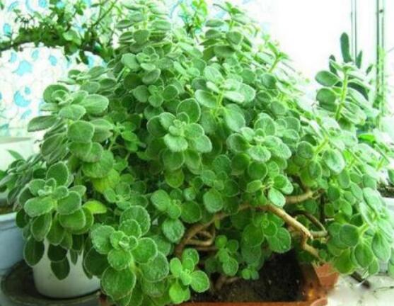 碰碰香怎么扦插，春夏秋季均可/以最基部枝條為主