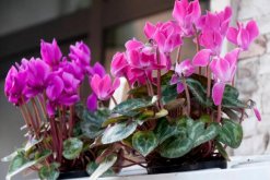 仙客來花期養(yǎng)護(hù)及花后管理，最重要的5個步驟