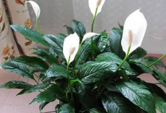 一帆風(fēng)順花的擺放禁忌，忌光線太強(qiáng)與溫度極低處