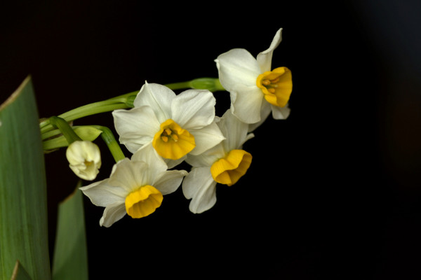 為什么水仙花會(huì)下垂呢