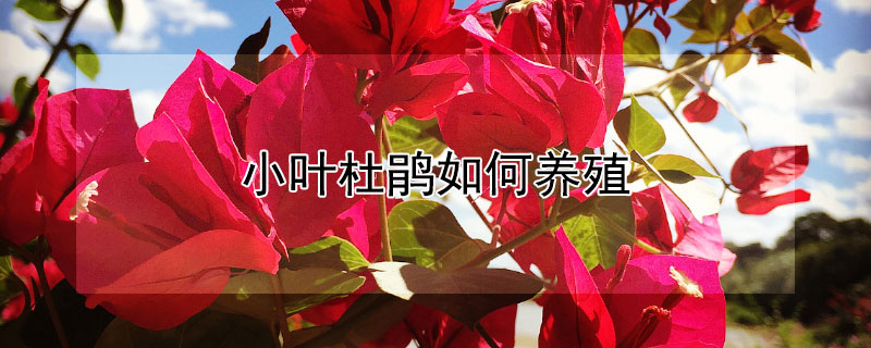 小葉杜鵑如何養(yǎng)殖