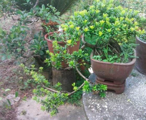 什么品種羅漢松最貴，珍珠羅漢松當(dāng)之無愧(售價高達上百萬)