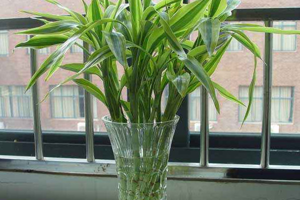 富貴竹斷了還能活嗎，精心養(yǎng)護(hù)有九成幾率存活