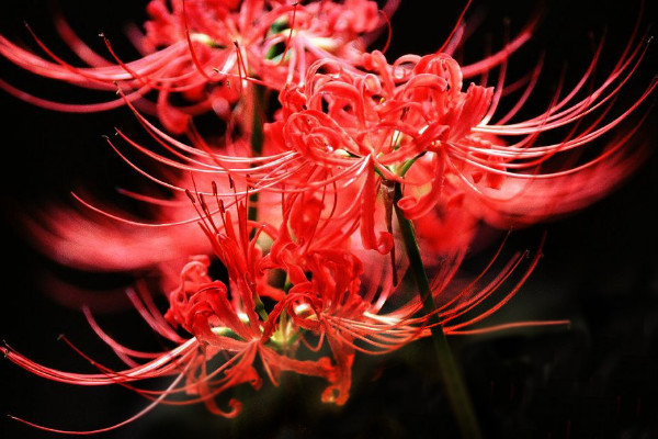 彼岸花的葉子什么時(shí)候枯萎