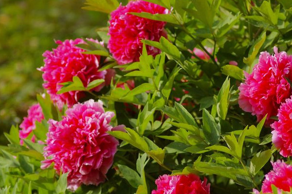 牡丹秋天開(kāi)花有什么兆頭