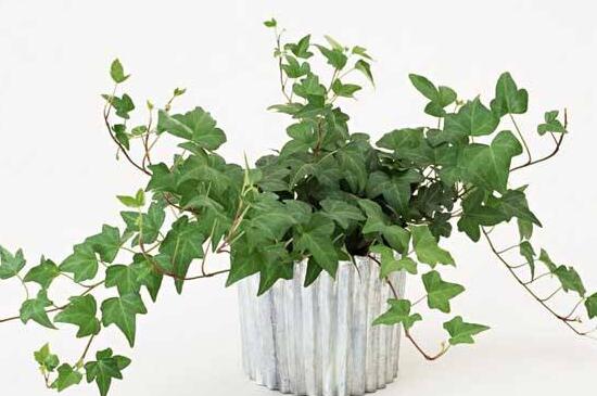 常春藤花語(yǔ)是什么，象征著忠誠(chéng)與友誼