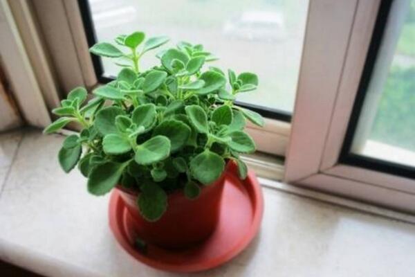 碰碰香夏天如何養(yǎng)護(hù)，控制光照并做好降溫措施