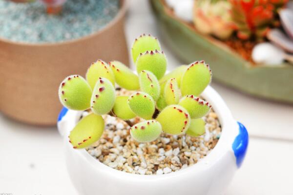 熊童子夏天怎么養(yǎng)，做好降溫、防曬并減少肥水