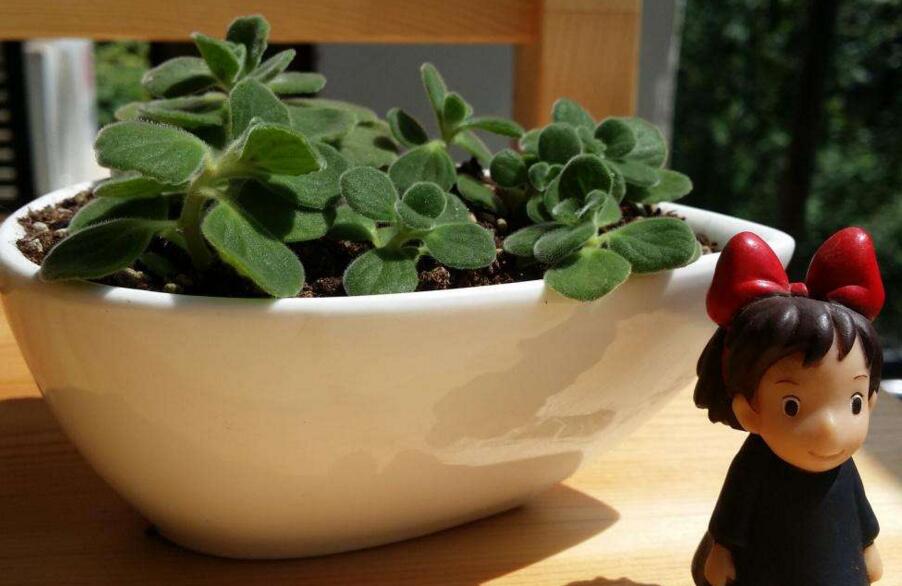 碰碰香花有毒嗎，不光沒毒并且還有很大的作用