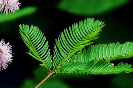 含羞草有什么功能，趣味性十足、預(yù)測(cè)天氣、凈化空氣