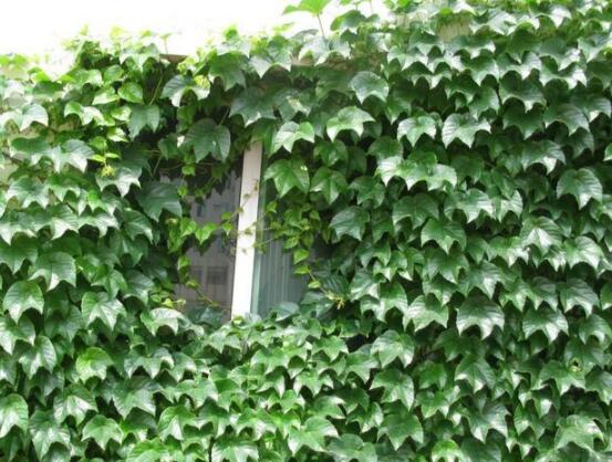 常春藤葉子干枯怎么辦，做好這五點(diǎn)即可恢復(fù)生機(jī)