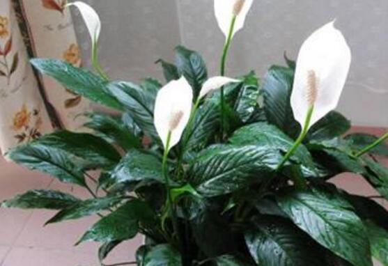 一帆風(fēng)順多久澆一次水，做到不干不澆、澆則澆透原則