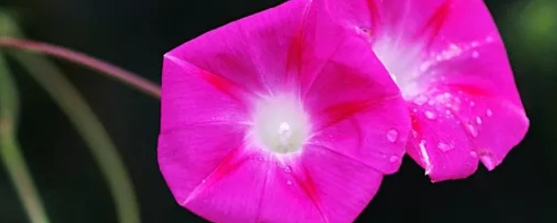 牽?；ǚN子能吃嗎