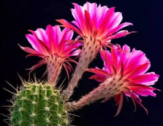 仙人掌幾年開花一次，短則3-5年開花/長則十幾年