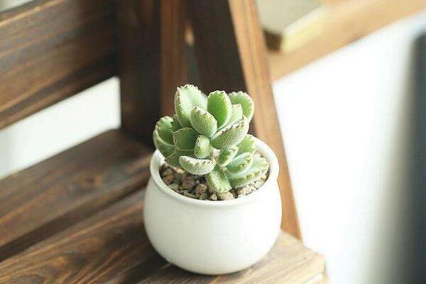 熊童子冬天怎么養(yǎng)，冬季必須要做好以下5點