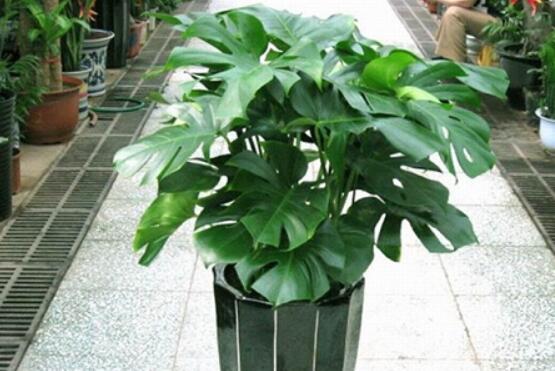 小龜背竹有毒嗎，毒性較輕/避免接觸汁液即可