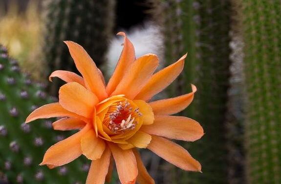 白檀仙人掌不開花怎么辦，缺乏光照是主要原因