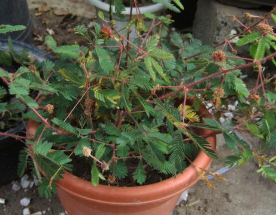 含羞草怎么養(yǎng)殖，老農(nóng)總結(jié)最實(shí)用五個(gè)養(yǎng)殖要點(diǎn)