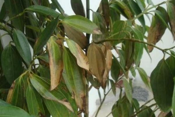 平安樹葉尖發(fā)黑怎么辦，找到原因及時(shí)處理