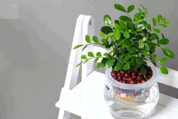 水培九里香的養(yǎng)殖方法，九里香水培養(yǎng)殖5大要點