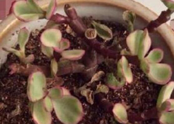 雅樂之舞的扦插技巧，老農(nóng)總結(jié)六個(gè)最簡易基本步驟