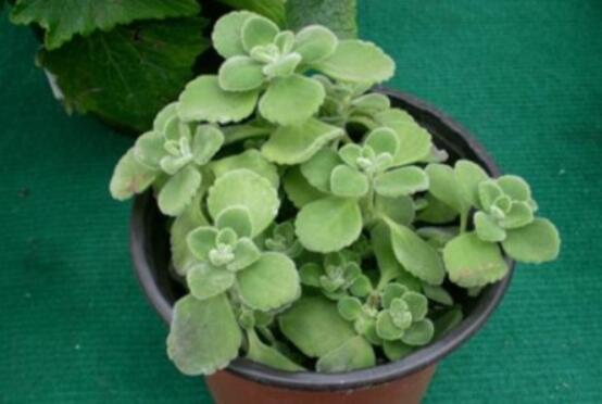 驅(qū)蚊草碰碰香有毒嗎，無毒/凈化空氣、醒腦提神