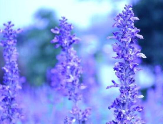 薰衣草花語和寓意，愛情的等待、堅(jiān)定永恒的真愛