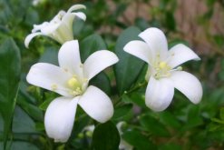 九里香盆栽怎么養(yǎng)，必須要掌握的5大要點(diǎn)