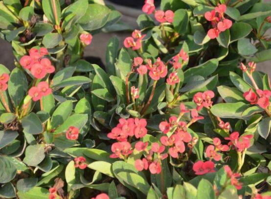 虎刺梅的養(yǎng)殖方法，老農(nóng)總結(jié)六大最實用基本養(yǎng)殖技巧