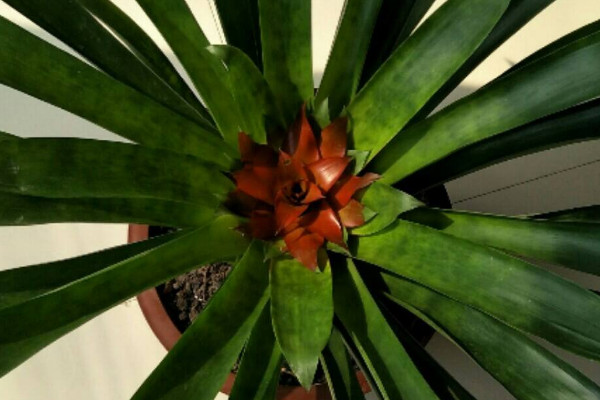 鴻運當(dāng)頭什么時候分栽