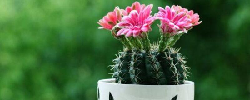 仙人球怎么養(yǎng)